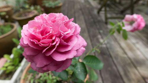 Close-up of pink rose