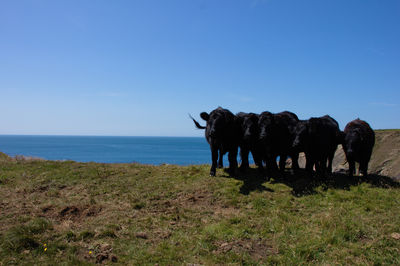 Black cows, at the edge of the cliffs in pembrokeshire, martin's haven south wales.