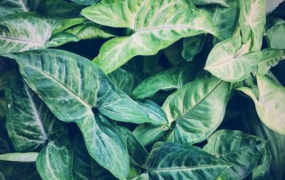 Full frame shot of green leaves