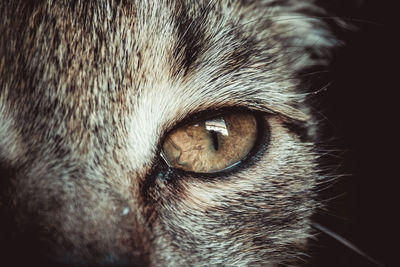 Close-up portrait of cat