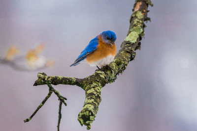 Robin perching on moss covered twig