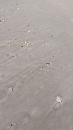 High angle view of crab on beach