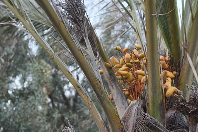 Close-up of pine cones on tree against sky