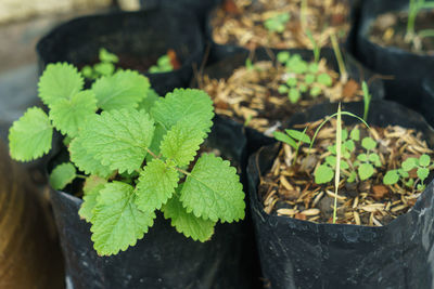 High angle view of potted plant leaves