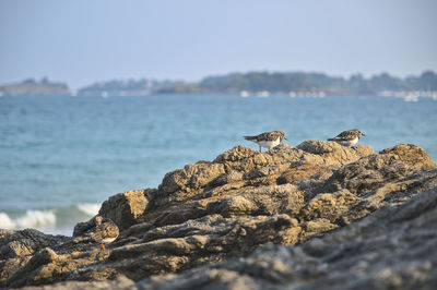 View of lizard on rock at beach against sky