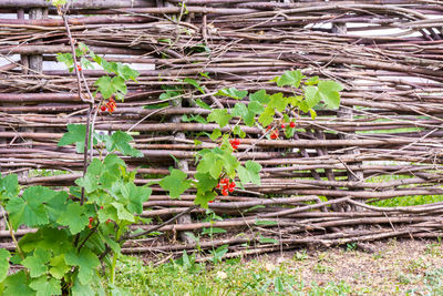 Ivy growing on tree trunk