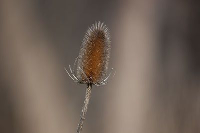 Close-up of dead thistle