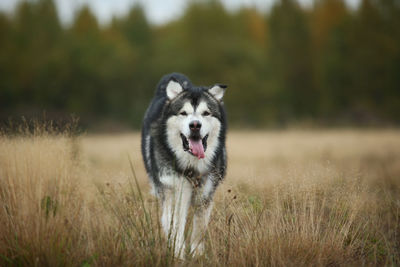 Portrait of dog running on field