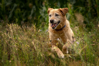 Portrait of dog running on field