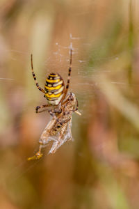 Close-up of spider on web