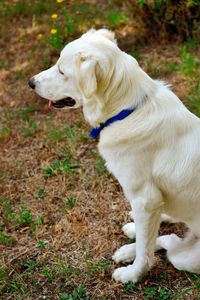 White dog looking away on land