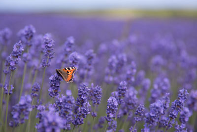 Close-up of red admiral  butterfly pollinating on purple lavender flower