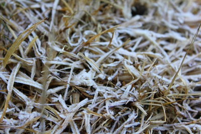 Close-up of plant against white background