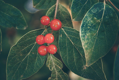 Close-up of red berries on leaf