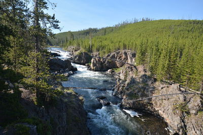 Scenic view of river stream amidst trees in forest against sky