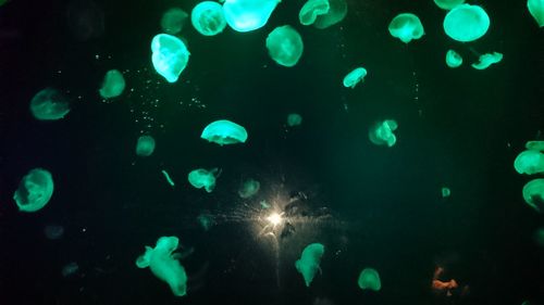 View of jellyfish in sea