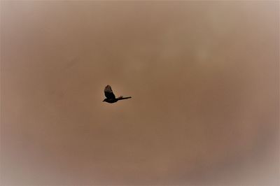 Low angle view of bird flying in sky