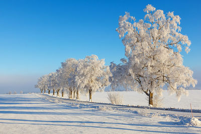 Snow covered plants against clear blue sky