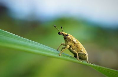 Close-up of weevil on leaf