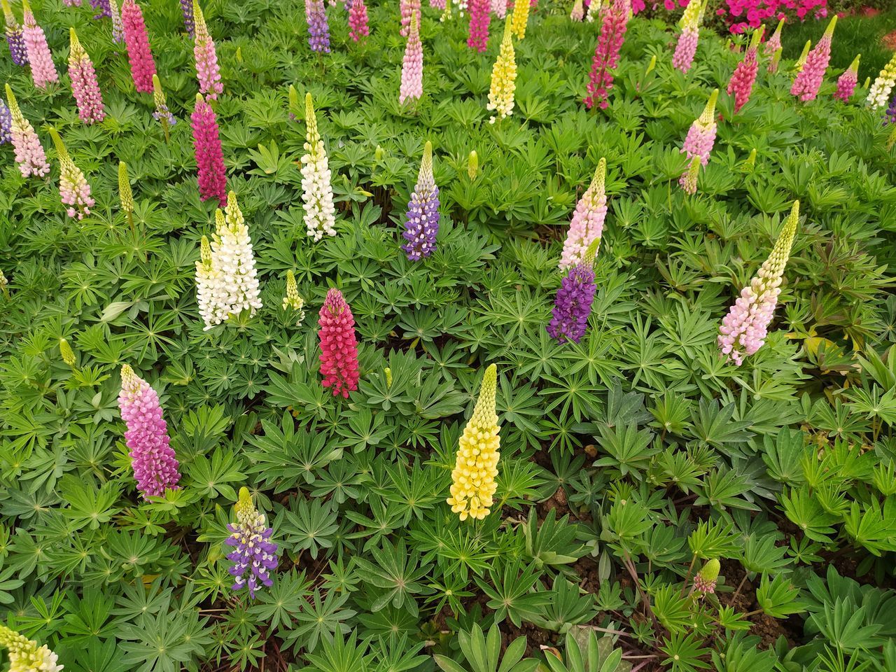 HIGH ANGLE VIEW OF PINK FLOWERING PLANT