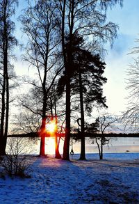 Sun shining through trees