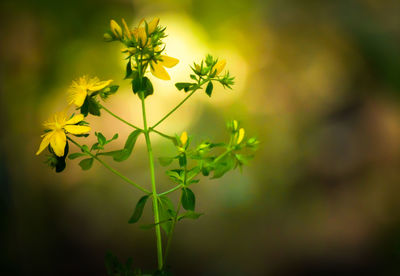 Close-up of yellow flowers