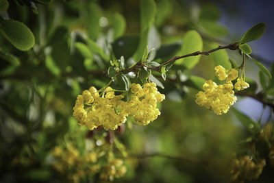 Close-up of yellow flowering plant