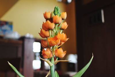 Close-up of flowers at home