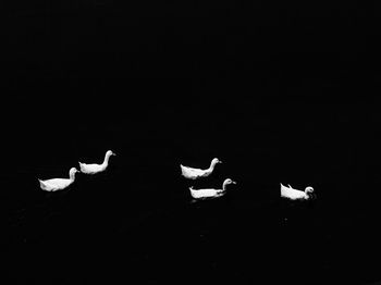 Swans swimming in the dark