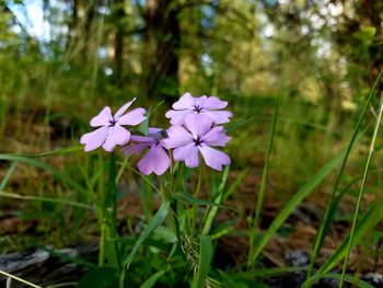Close-up of flowers blooming outdoors
