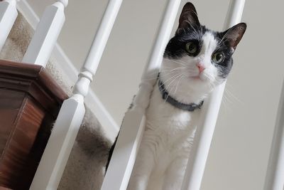 Portrait of cat by window at home