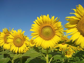 Close-up of yellow sunflower against sky