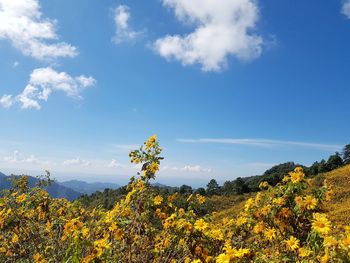 Yellow flowering plants on land against sky