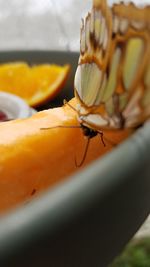 Close-up of orange fruit on table