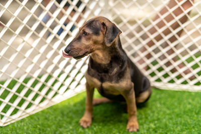 Close-up of a dog looking away