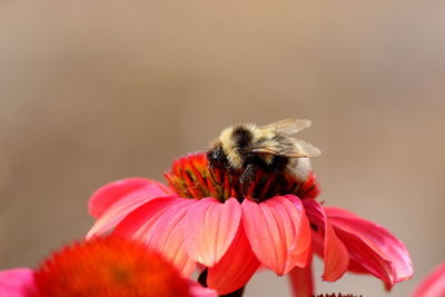 Close-up of bee pollinating on pink flower