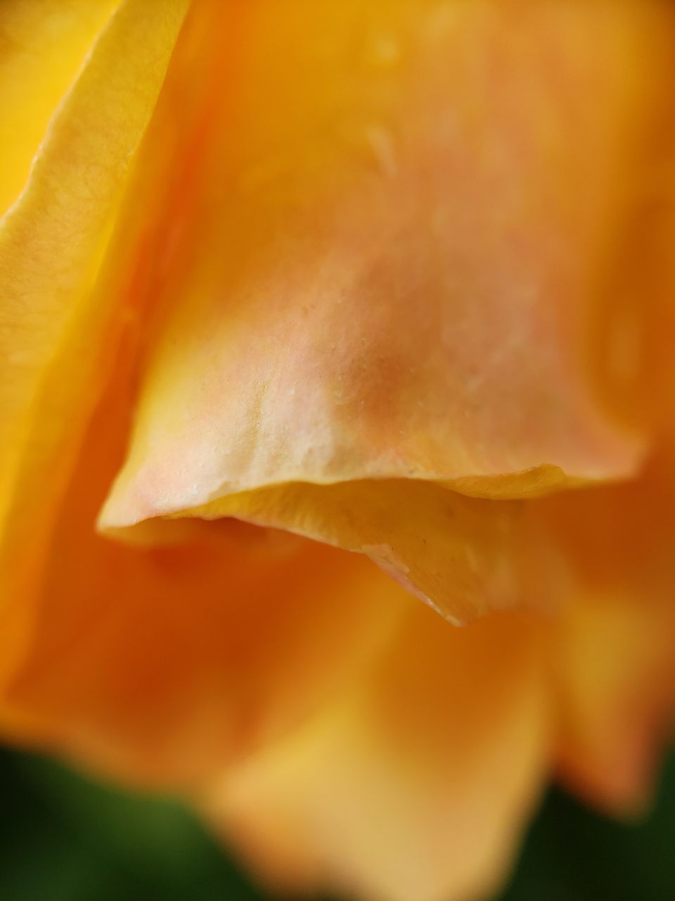 CLOSE-UP OF ORANGE ROSE IN BLOOM