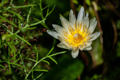 Close-up of white flower