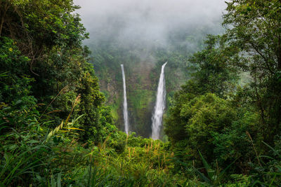 Low angle view of waterfall in forest