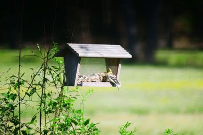 View of a bird on a wooden post