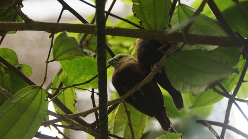 Low angle view of bird perching on tree