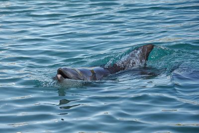 View of dolphin swimming in sea