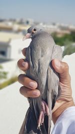 Close-up of hand holding bird