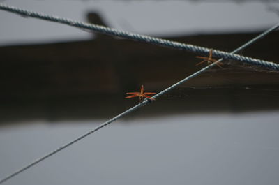 Close-up of rope tied to metal fence