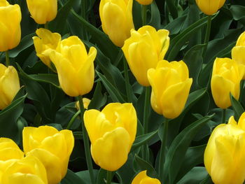 Close-up of yellow tulips