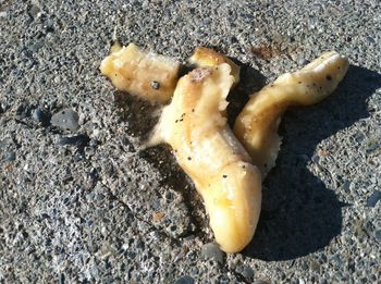 Close-up of dead animal on sand