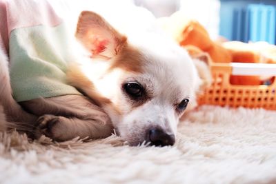 Portrait of puppy relaxing on bed