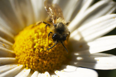 Close-up of bee on yellow flower