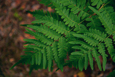 Close-up of fern leaves on field