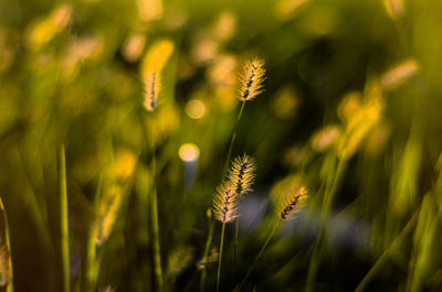 Close-up of wheat growing on field